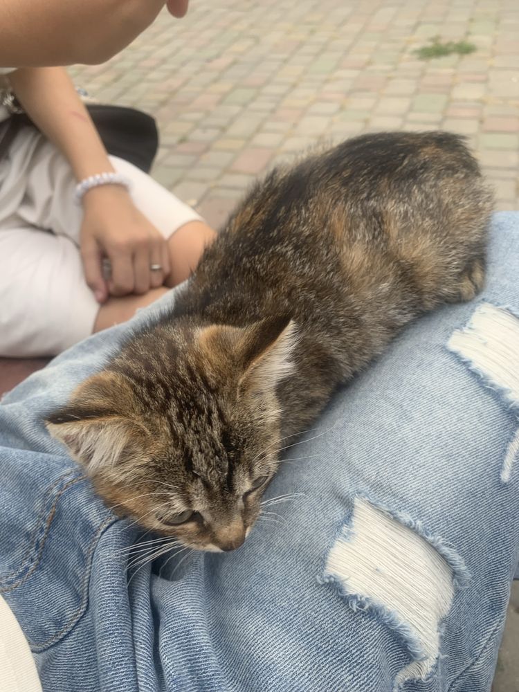 Віддам котика в добрі руки