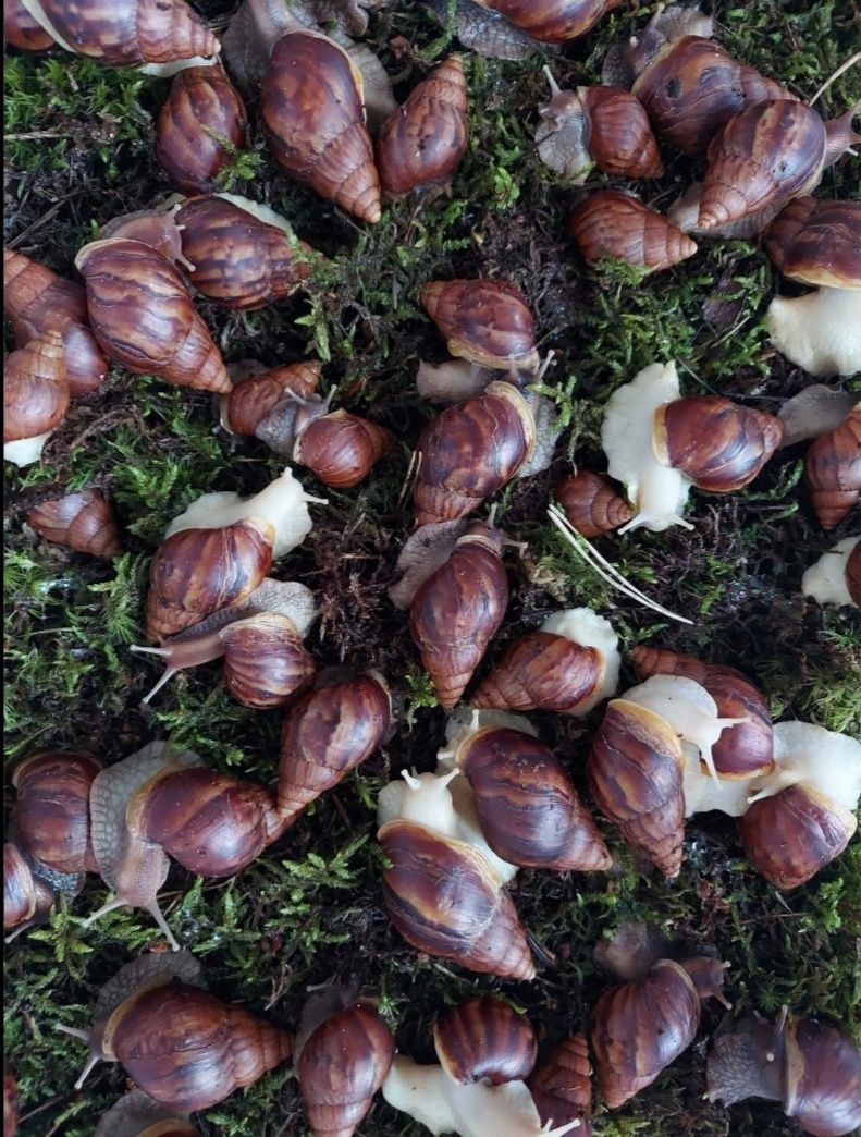 Ślimaki achatina