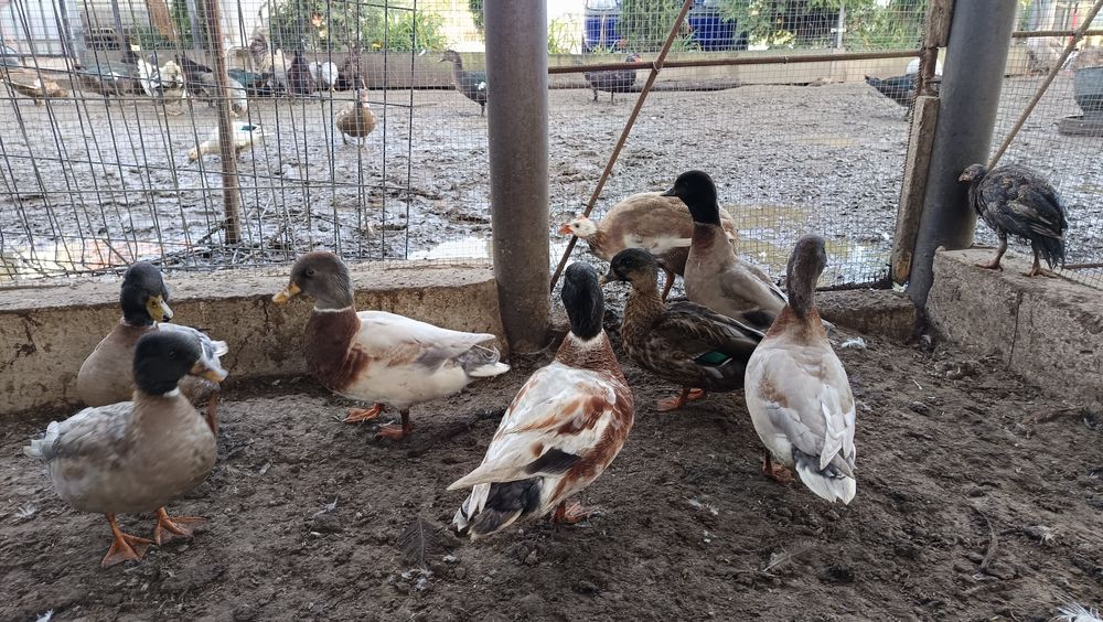 Call duck kaczorki/pary