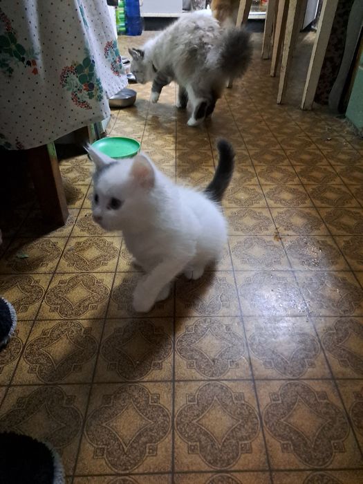 Котик безкоштовно