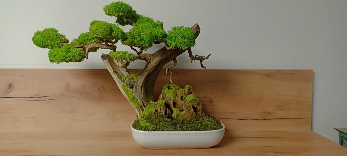 Drzewko BONSAI duże  mech chrobotek