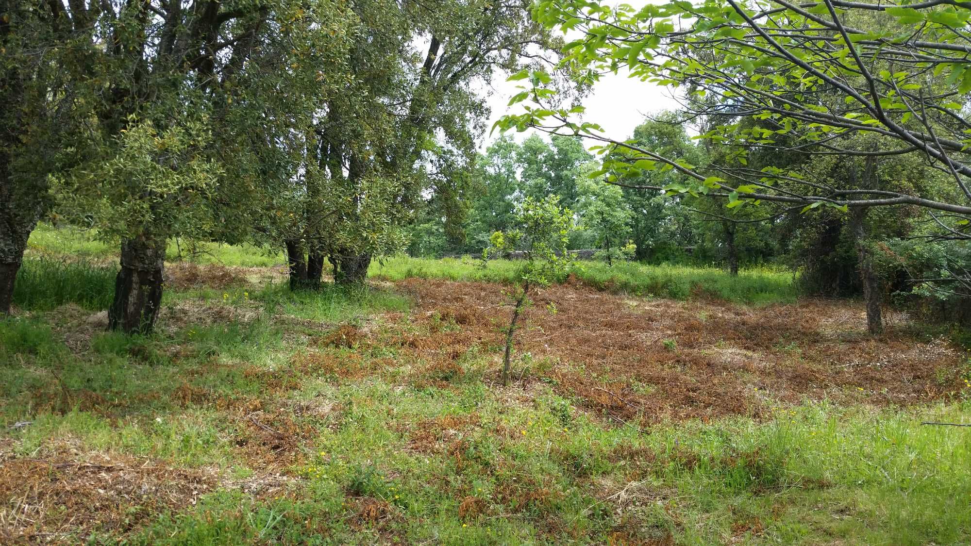 Terreno rustico 4ha com PDM para construção