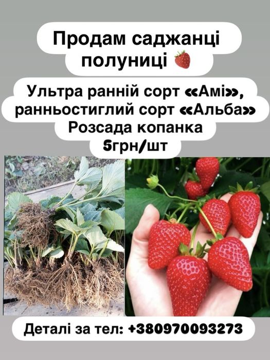 Розсада полуниці