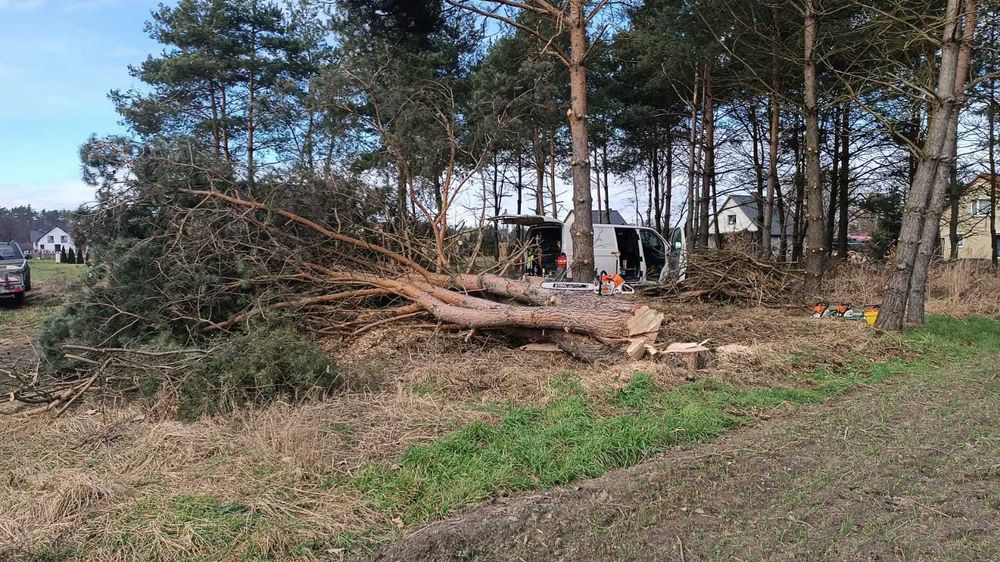 Wycinka Drzew Krzaków Przycinka Pielęgnacja Mulczowanie Rębak Korzenie