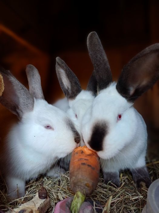 Продам кроликів каліфорнійців