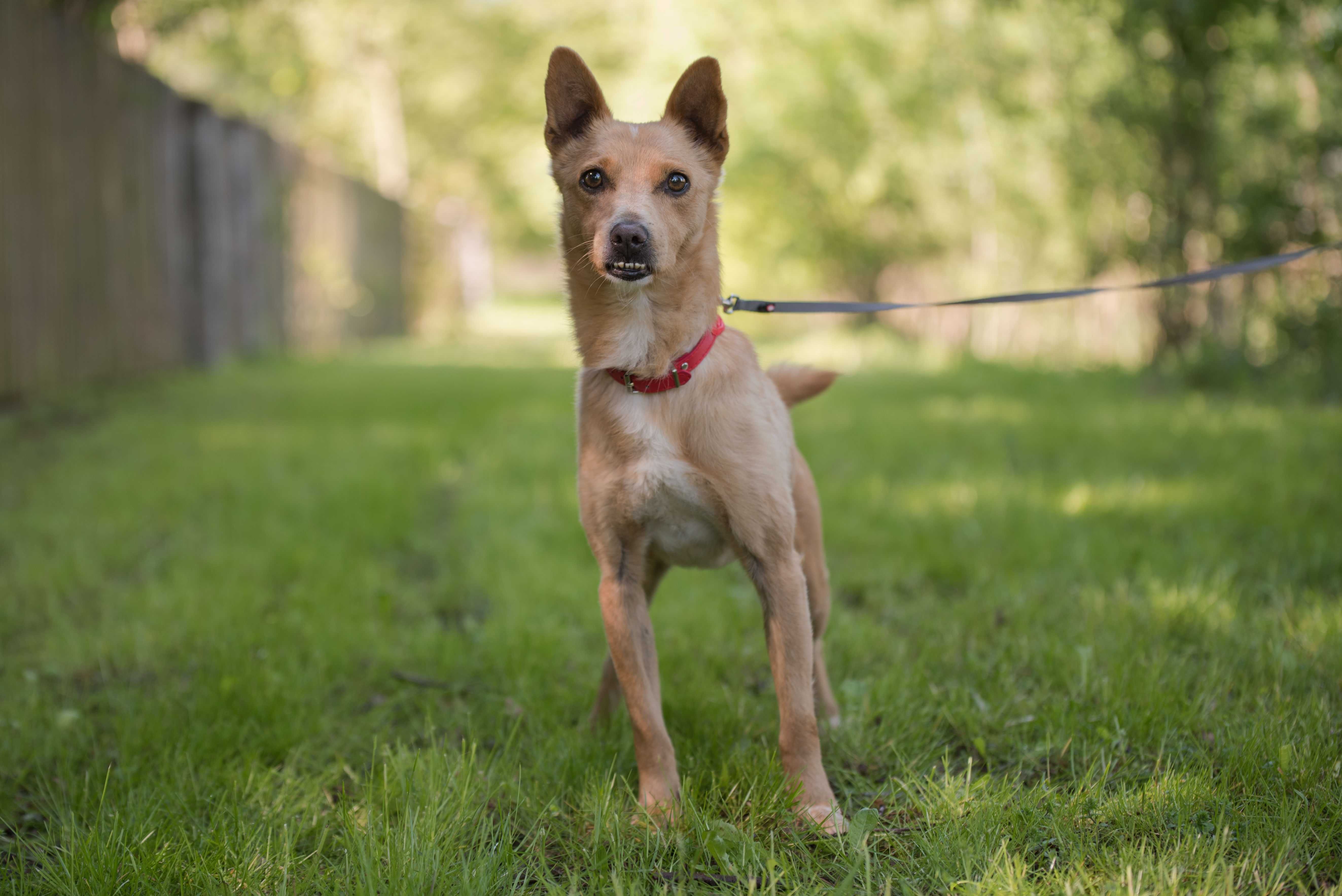 Śliczny mały Tufi poleca się do adopcji - słodki rudy psiak
