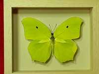 Motyl w ramce 12 x 10 cm . Anteos maerula 80 mm .