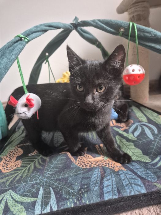 Cudne kociaki szukają domów