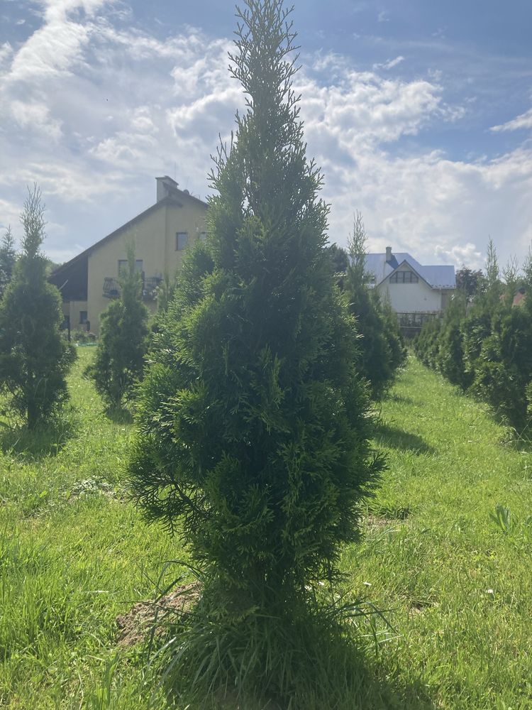 Tuja thuja szmaragd z gruntu