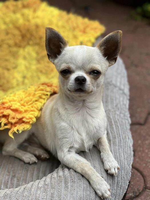 Chihuahua piesek krótkowłosy  Fci