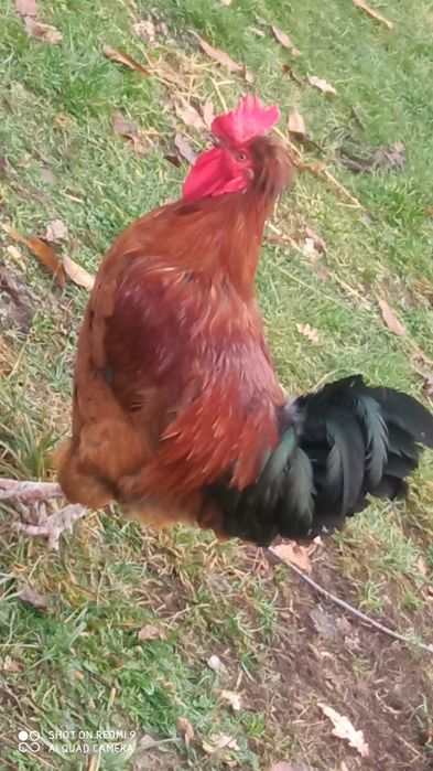 Kogut kogut czerwony