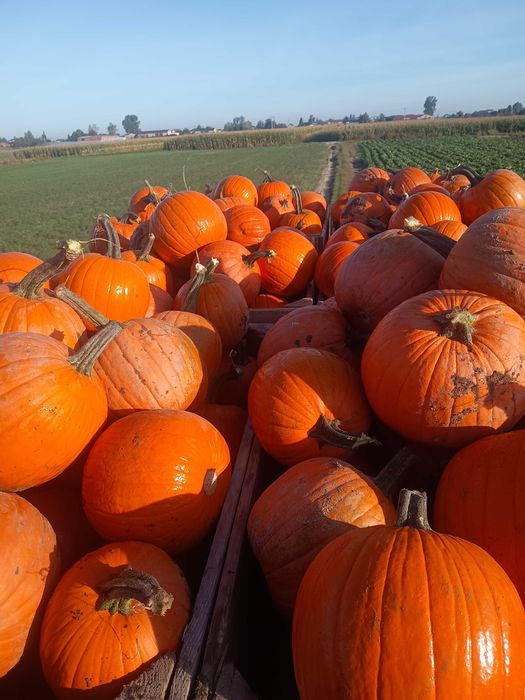 Dynia halloween  -