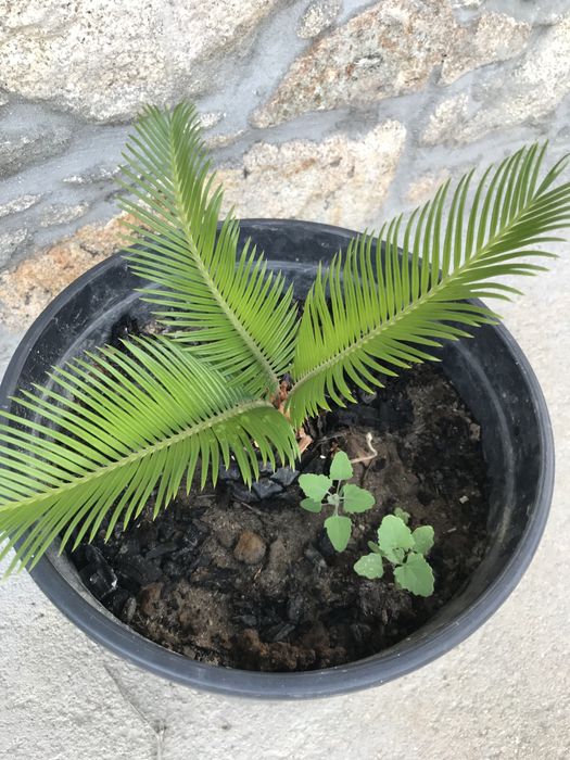 Cica / sica / cyca de jardim