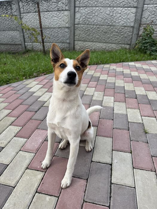 Собака джек-рассел-терʼєр