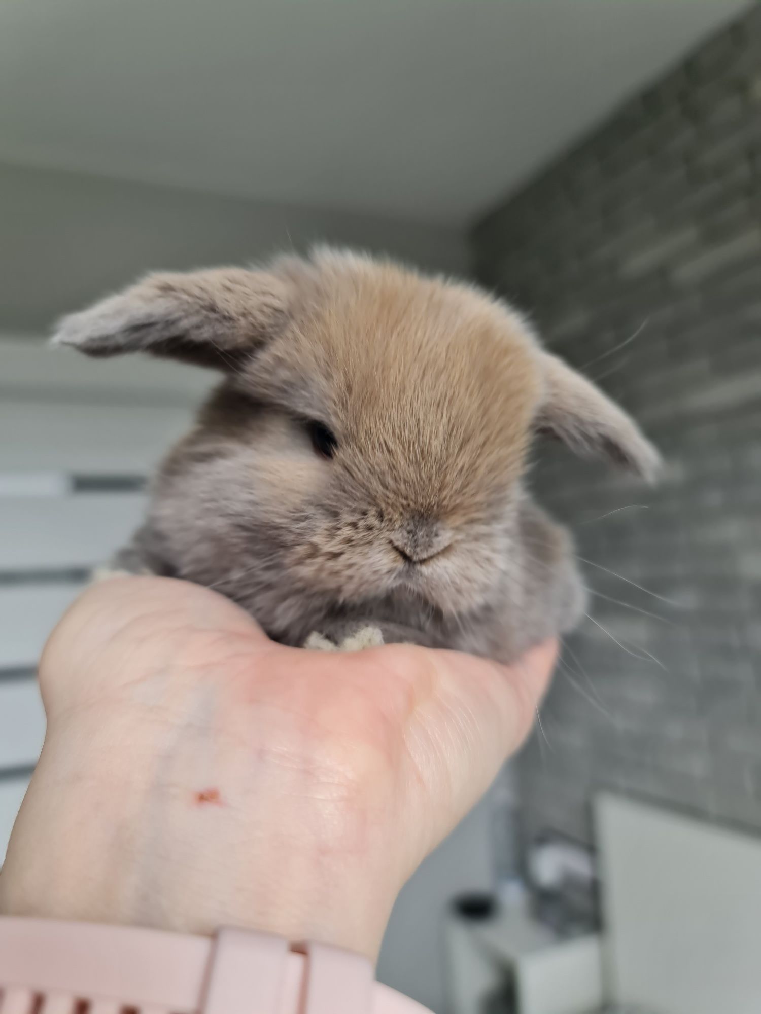 Mini lop królik króliczek baranek miniaturka hodowla badania chip