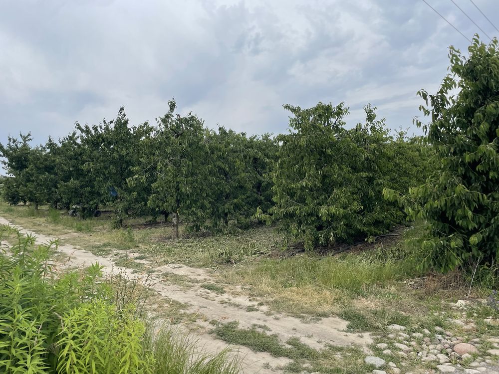 Drewno wiśniowe, czereśniowe sad czereśniowy , drewno