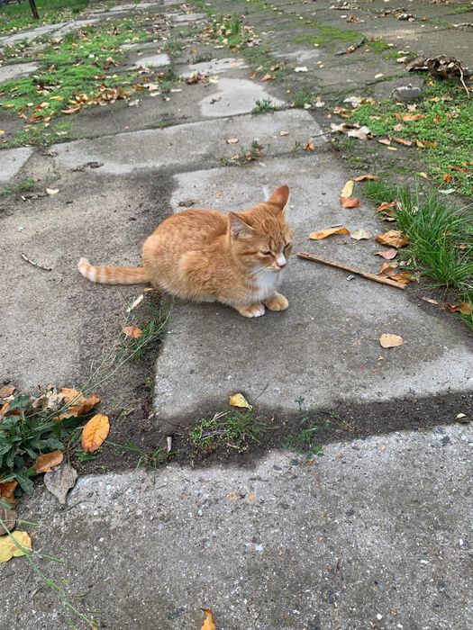 Рыжий котенок ищет дом