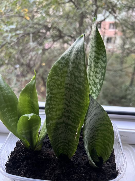 Сансевієрія, 4 молоді рослинки