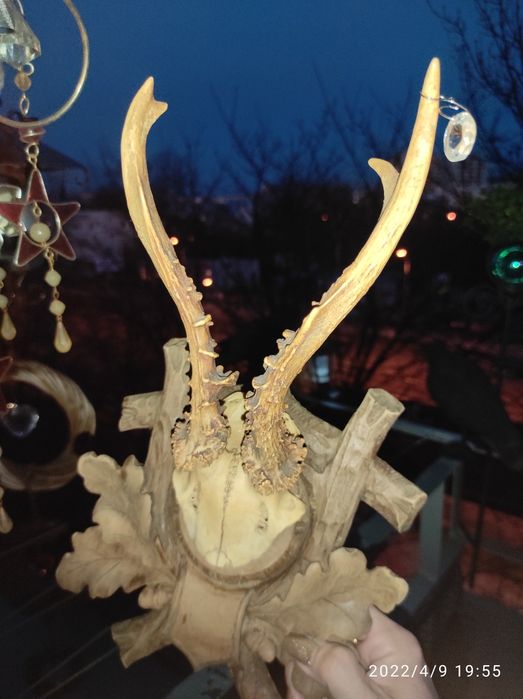 trofeum myśliwskie poroże jelenia / kozla na podstawie drewnianej