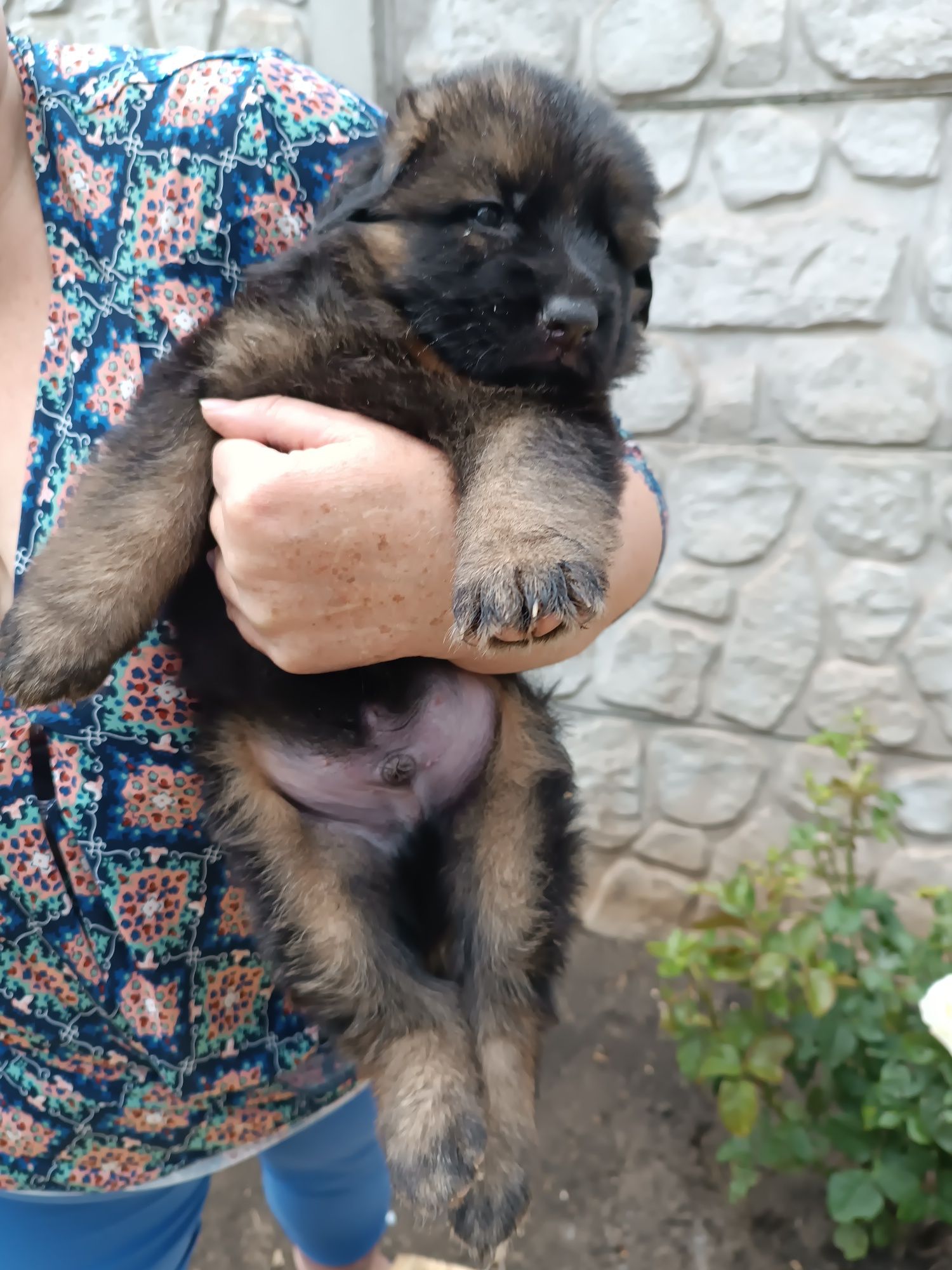 Щенки немецкой овчарки.