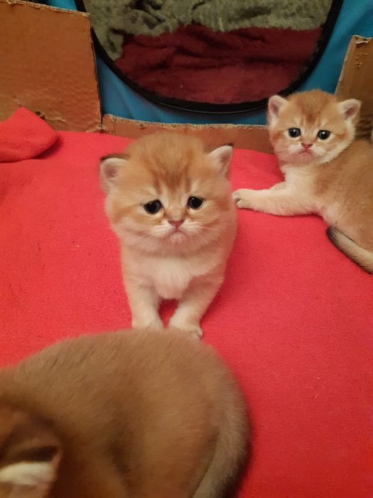 British  Shorthair Golden e silver