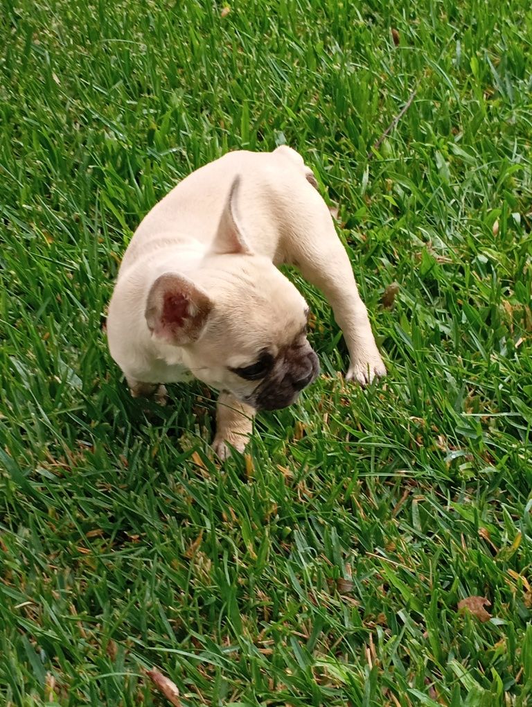 Bulldog Francês fêmea disponível
