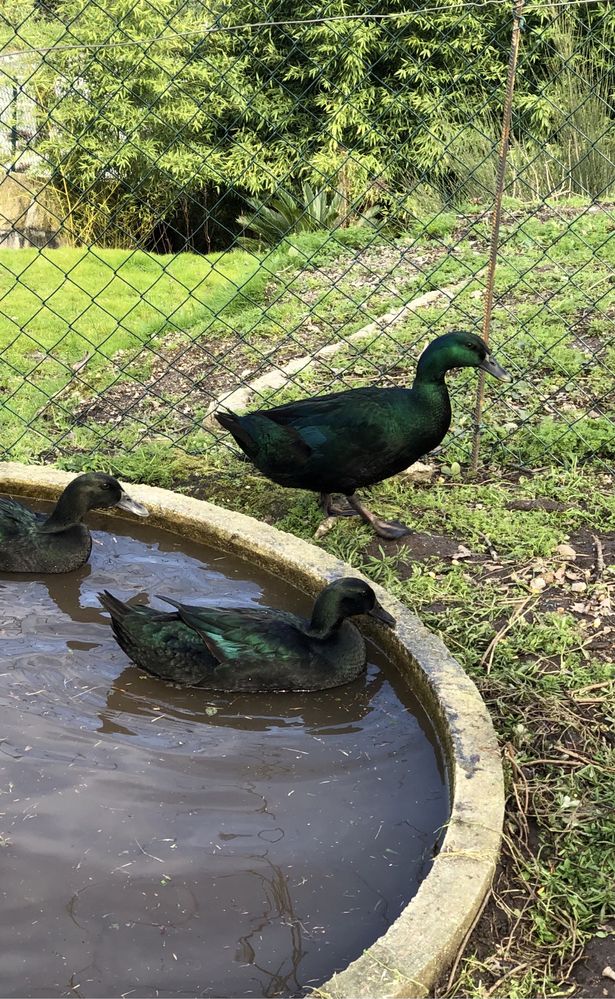 Ovos de pato cayuga