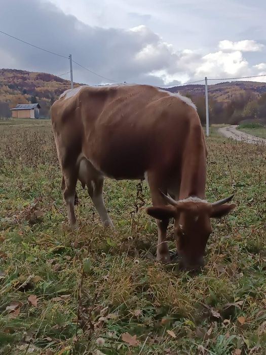 Продам добру корову