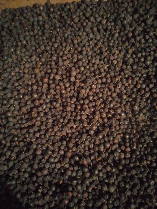 Продам брусницю та ягоди терену.