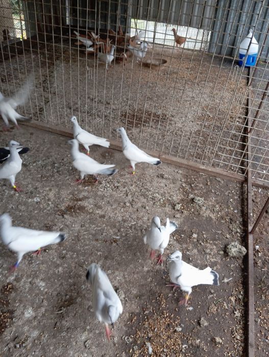 Sprzedam gołębie Srebniaki 30 sztuk