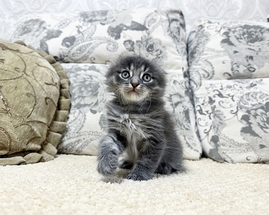 Бусинка шикарная в Киеве !