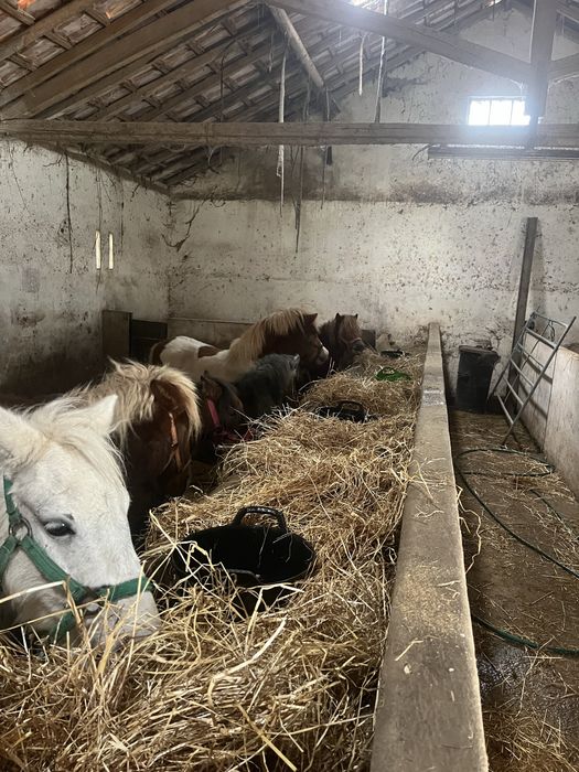 Poneis femeas e machos