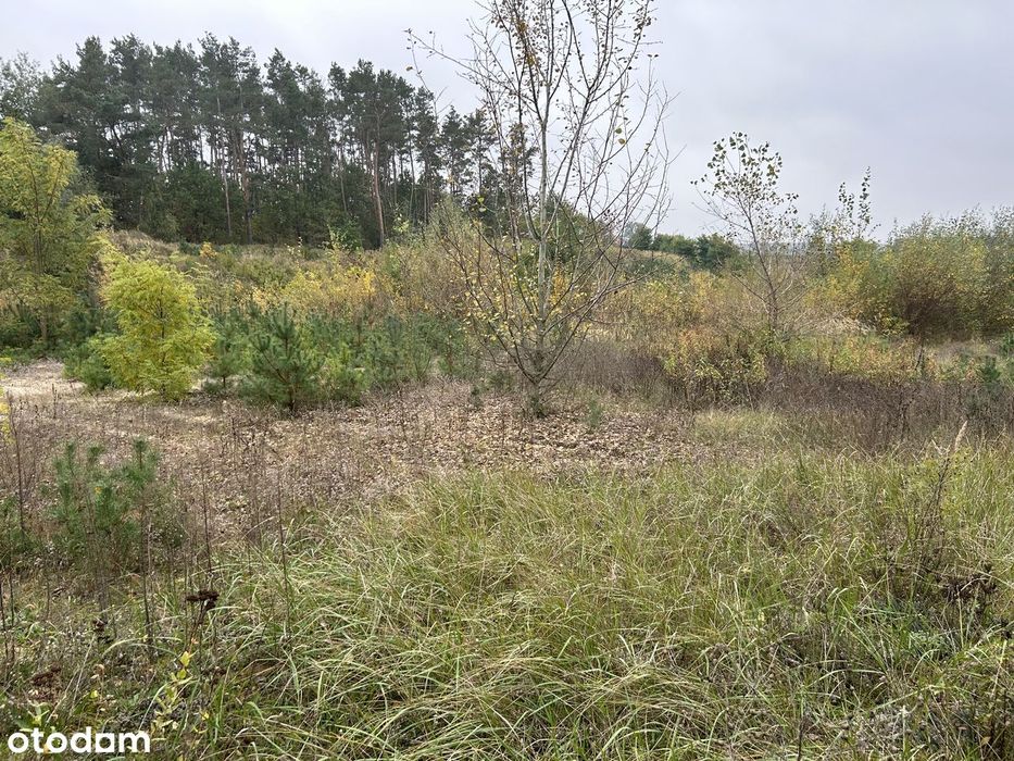 Sprzedam działki o łącznej pow. 3,72 ha. w miejscowości Krajkowo.