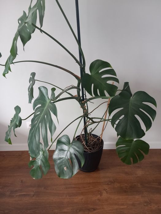 Monstera wys.150 cm