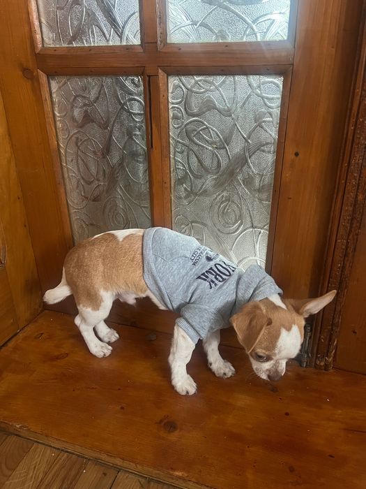 Світшот для собаки new york