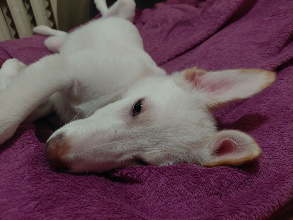 В хорошие руки маленькое чудо