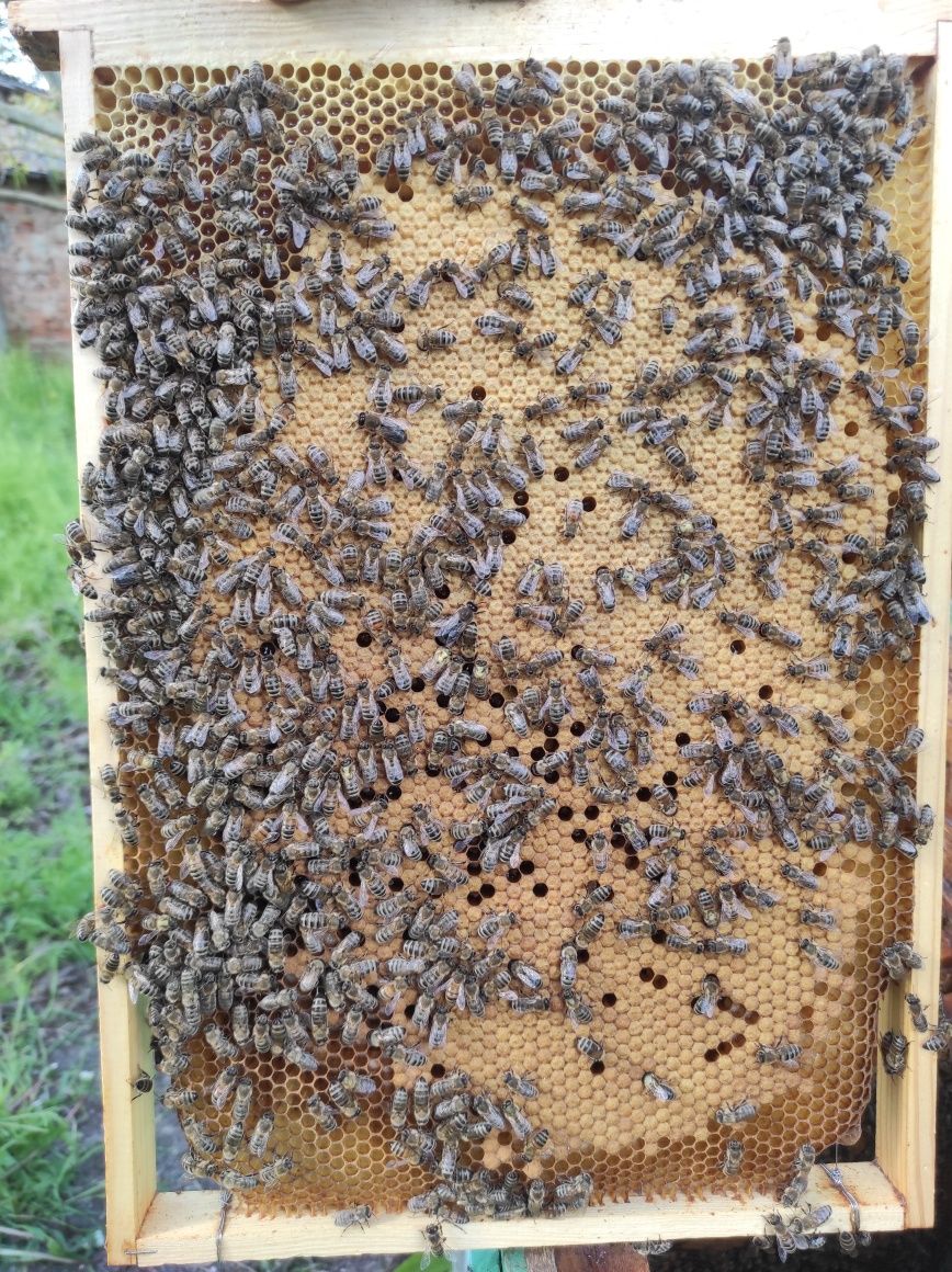 Бджолопакети , відводки карніка