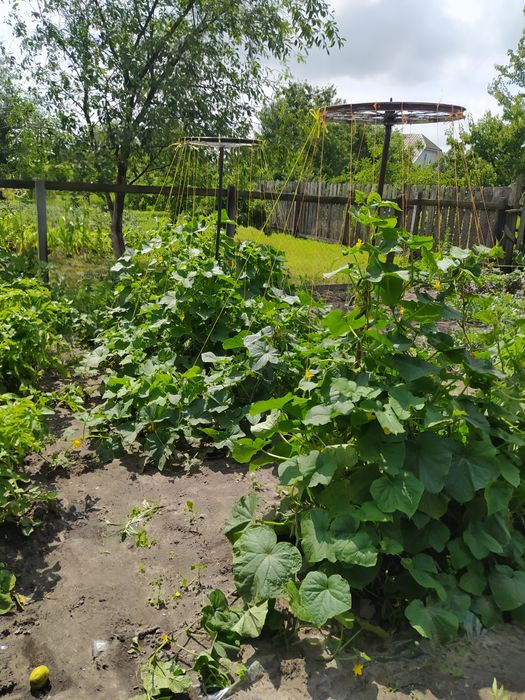 Участие город Шостка