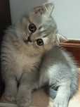 Gatinha British Shorthair Golden Blue