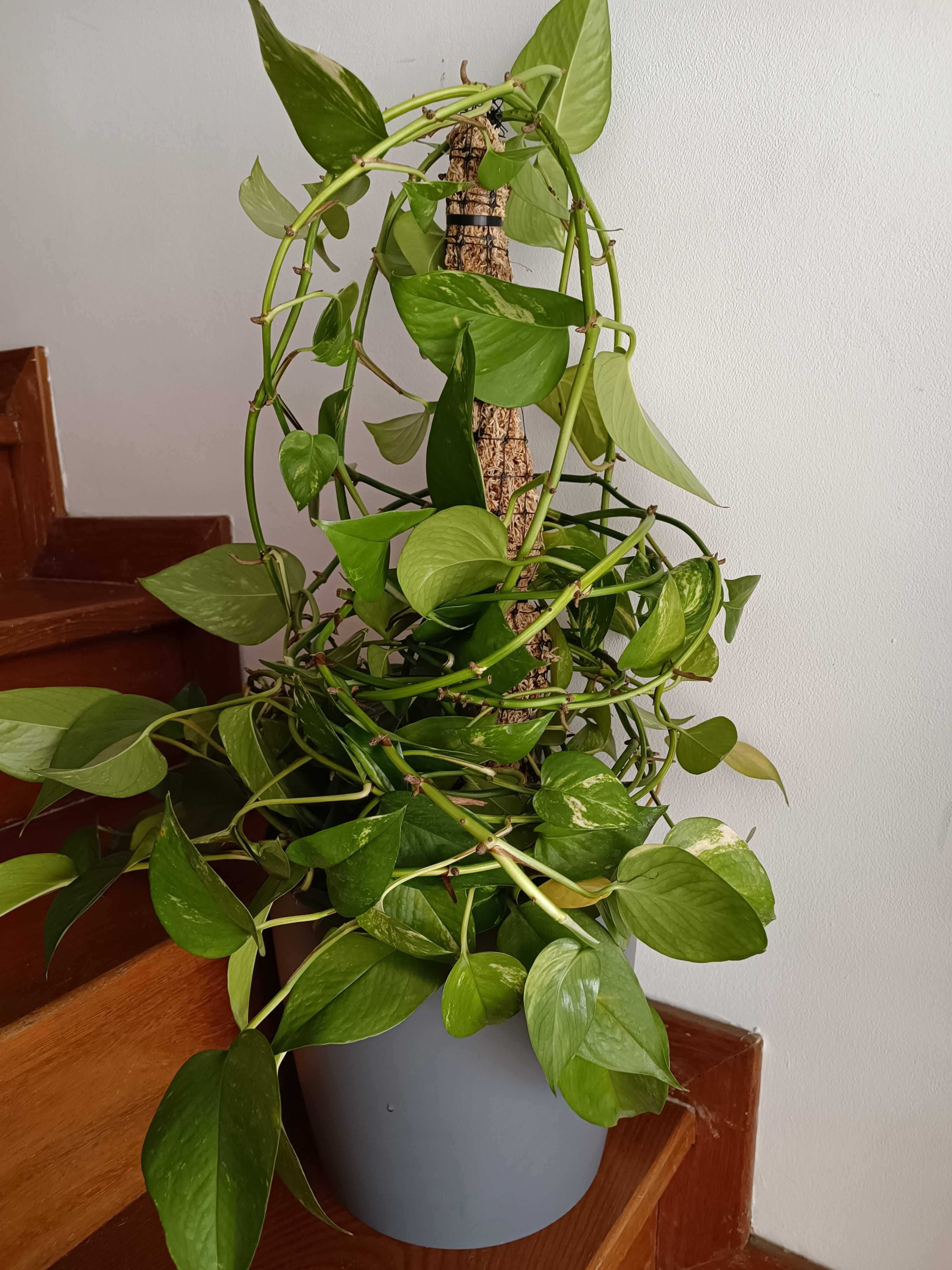 Planta jiboia- epiptremnum