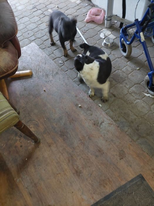 Buldog francuski  blue tan