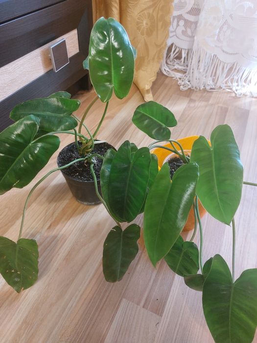 Рослина філадендрон "Бурлемакс "