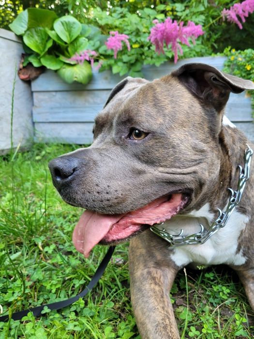 Zadbany amstaff pilnie szuka domu / oddam w dobre ręce