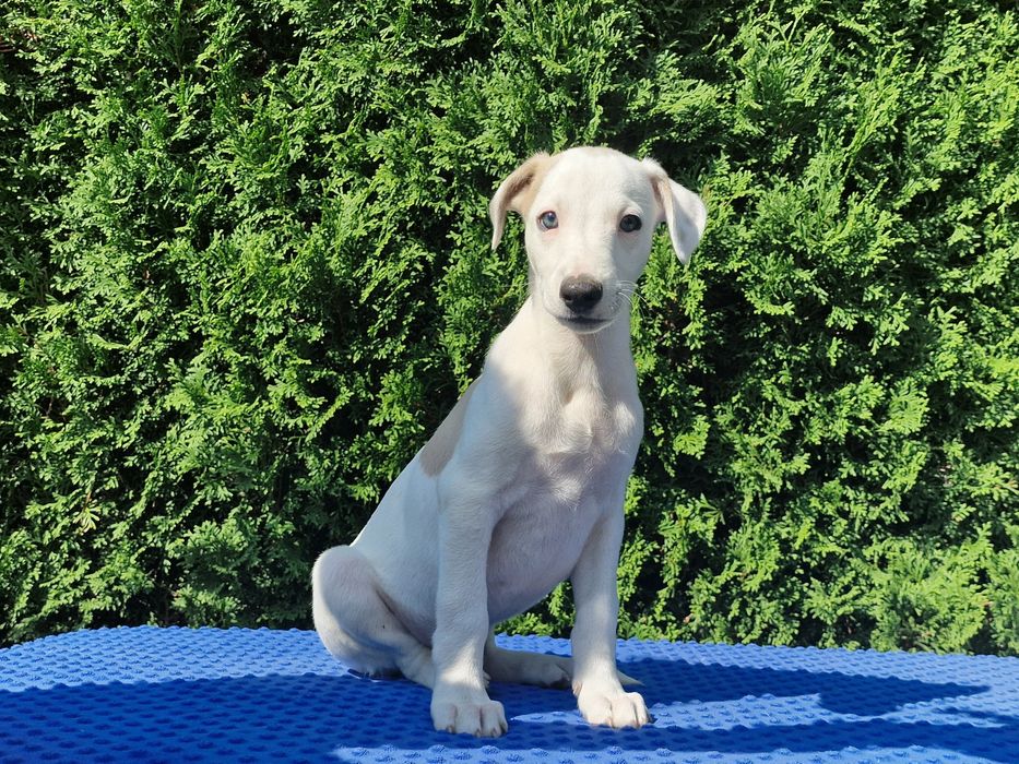 Chart angielski whippet piesek
