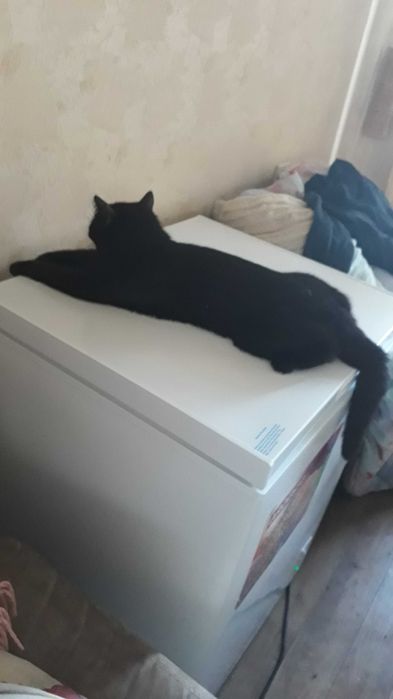 Отдам кошку домашнюю