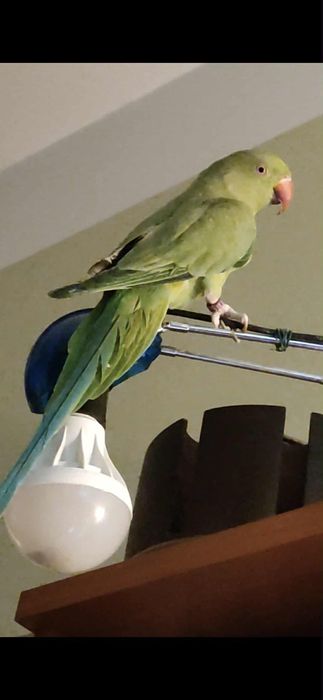 papuga zaginęła aleksandreta obrożna zielona a ogon niebieski