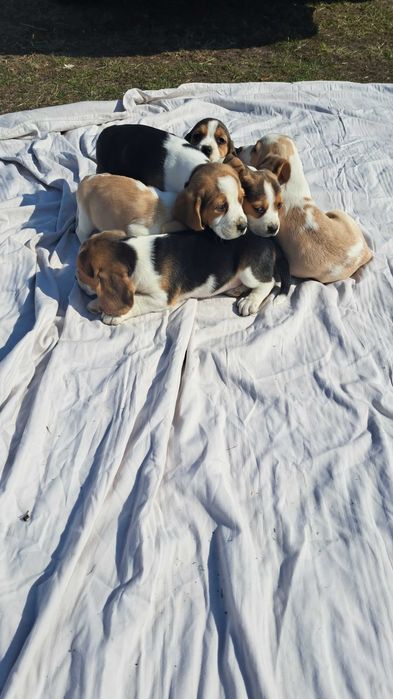 Piękna suczka Beagle Gotowa do odbioru