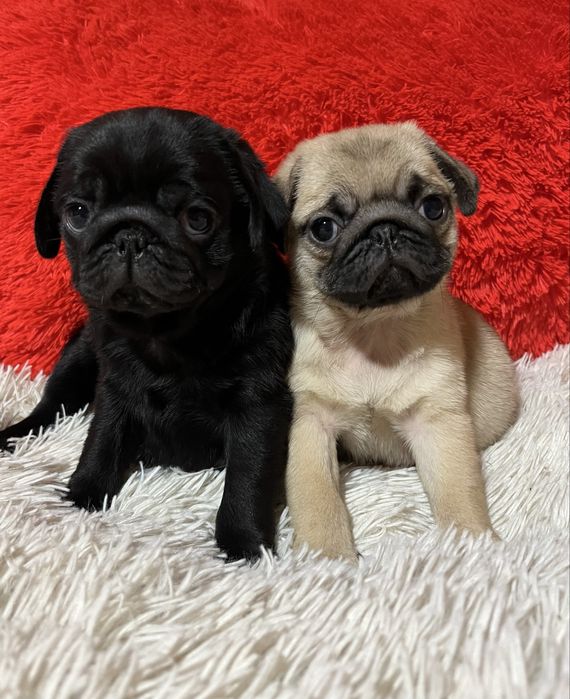 Малюки мопсинятка