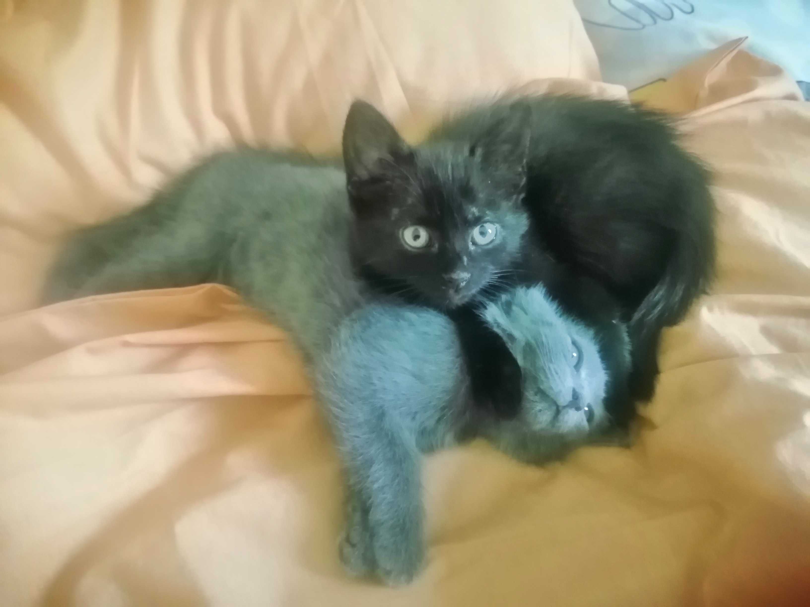Кошенята в добрі руки