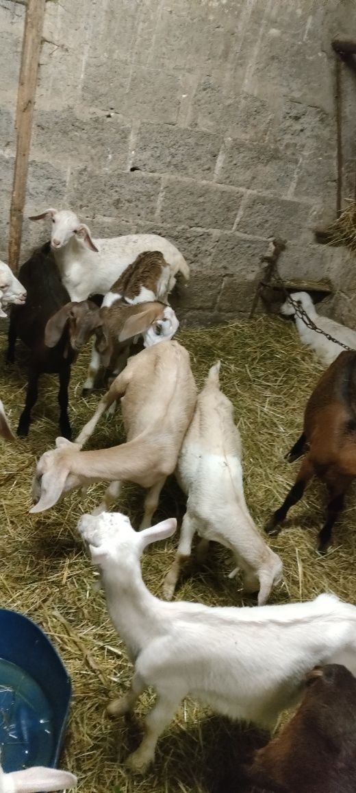 Sprzedam kuzki i koziołki